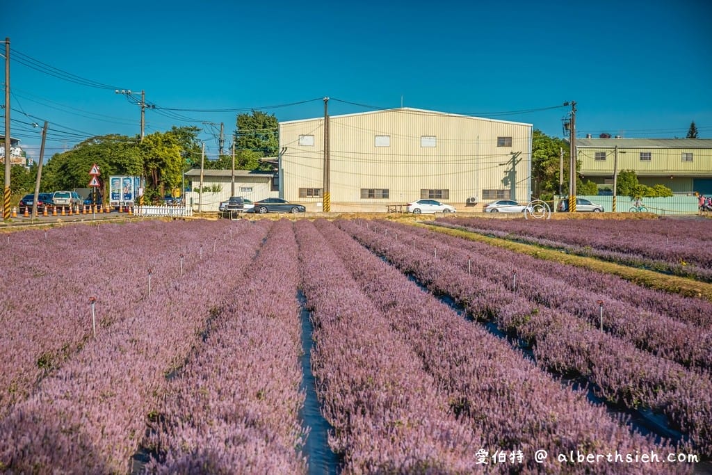 桃園仙草花節2025怎麼去？楊梅薰衣草花海，接駁車，停車位置
