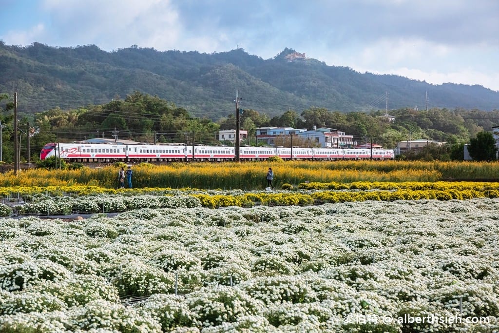 2025苗栗銅鑼杭菊一日遊推薦｜接駁車，賞花地點路線時間
