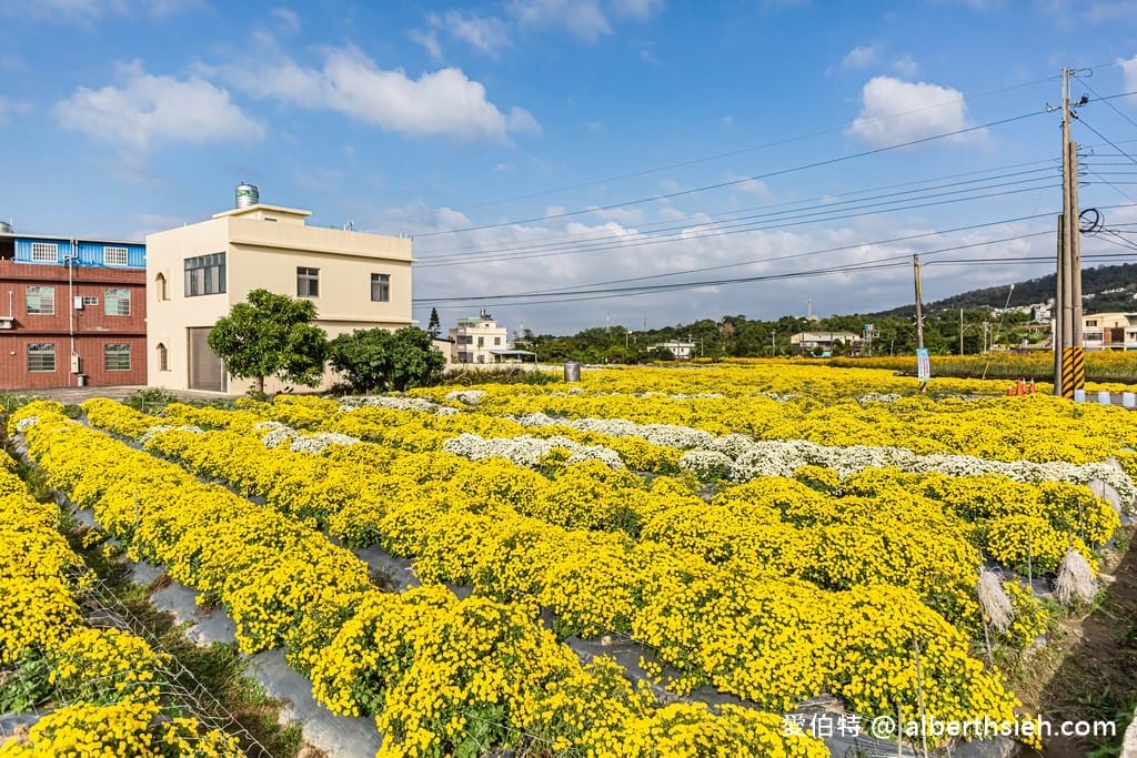 2025苗栗銅鑼杭菊一日遊推薦｜接駁車，賞花地點路線時間
