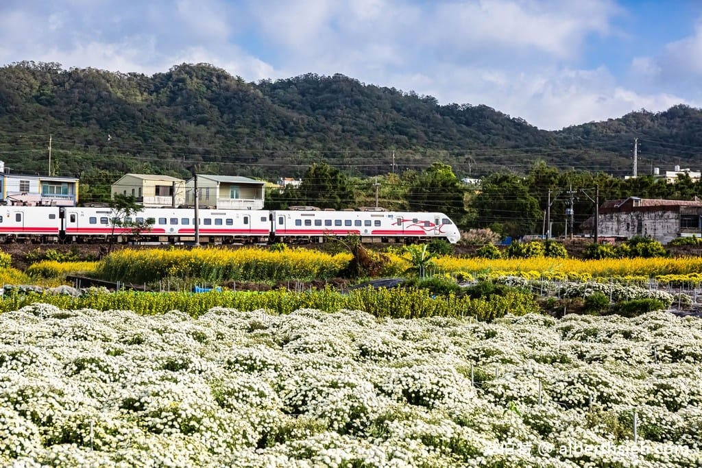 2025苗栗銅鑼杭菊一日遊推薦｜接駁車，賞花地點路線時間