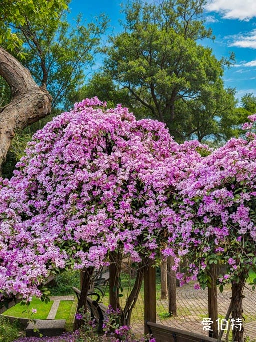 鶯歌永吉公園｜新北親子景點，炮仗花隧道搭配傑克與魔豆