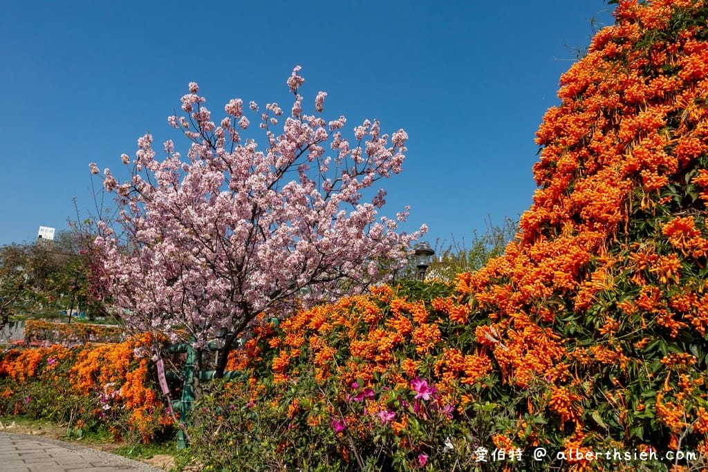 鶯歌永吉公園｜新北親子景點，炮仗花隧道搭配傑克與魔豆