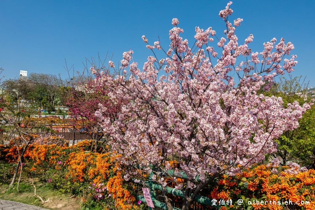鶯歌永吉公園｜新北親子景點，炮仗花隧道搭配傑克與魔豆