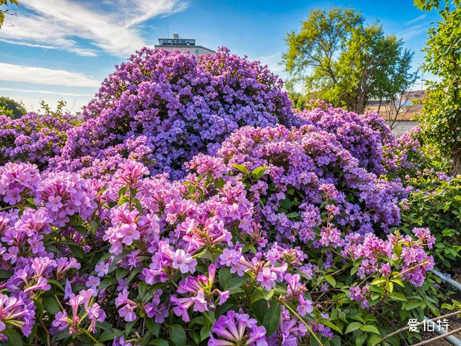 鶯歌永吉公園｜新北親子景點，炮仗花隧道搭配傑克與魔豆
