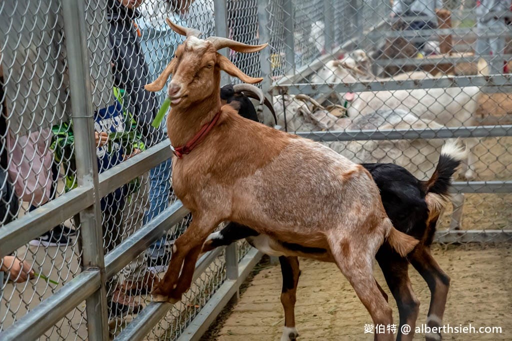 埔心牧場萌萌村｜桃園動物園，優惠門票，水豚君、羊駝
