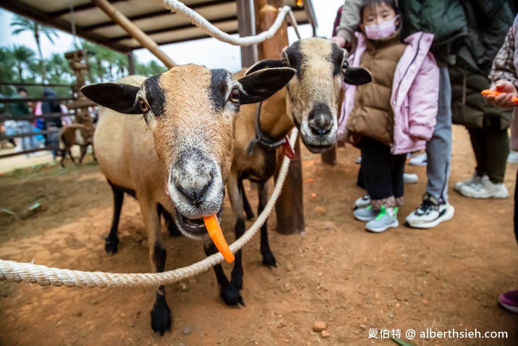 埔心牧場萌萌村｜桃園動物園，優惠門票，水豚君、羊駝
