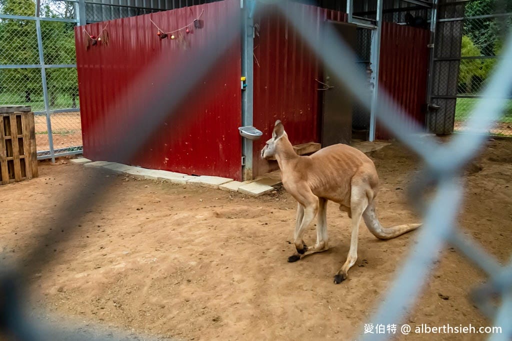 埔心牧場萌萌村｜桃園動物園，優惠門票，水豚君、羊駝