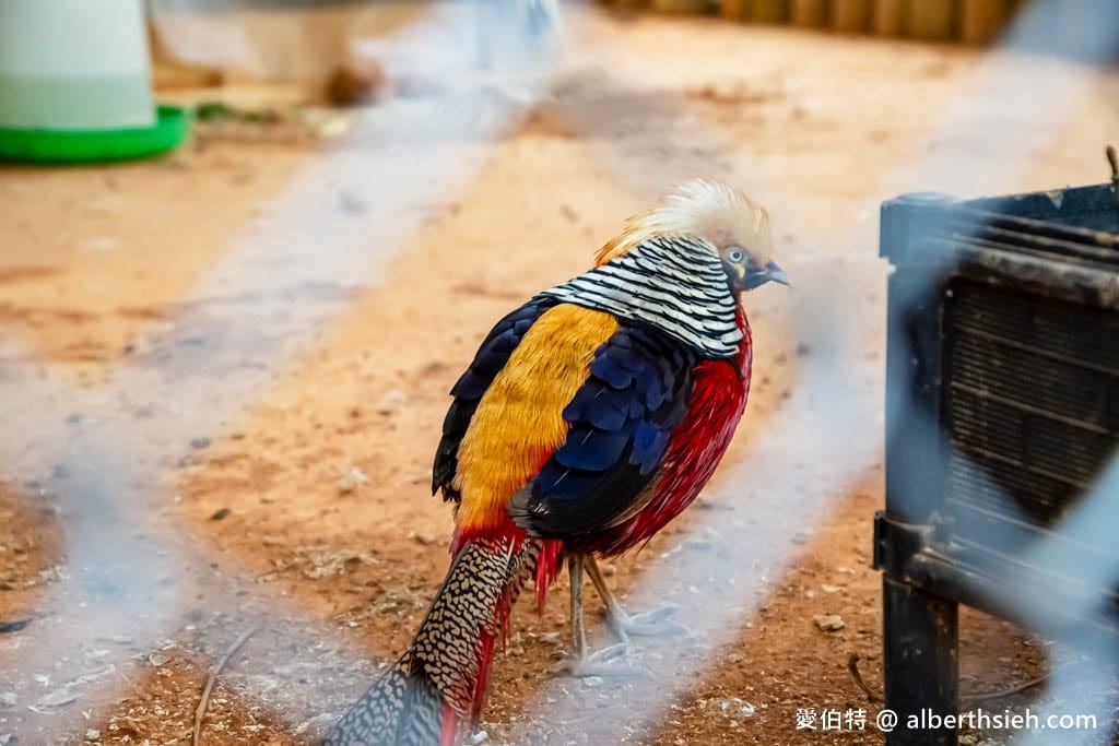 埔心牧場萌萌村｜桃園動物園，優惠門票，水豚君、羊駝