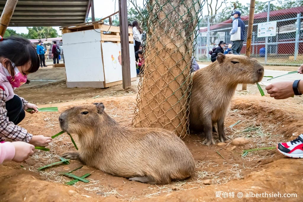埔心牧場萌萌村｜桃園動物園，優惠門票，水豚君、羊駝