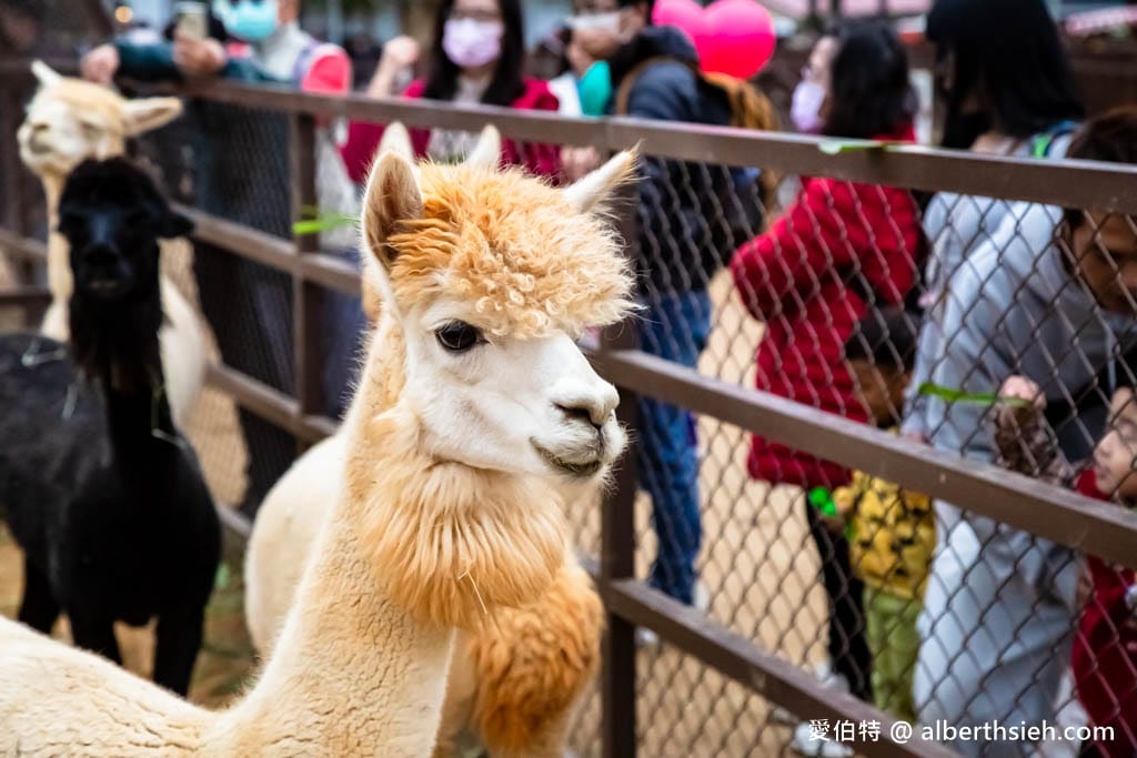 埔心牧場萌萌村｜桃園動物園，優惠門票，水豚君、羊駝