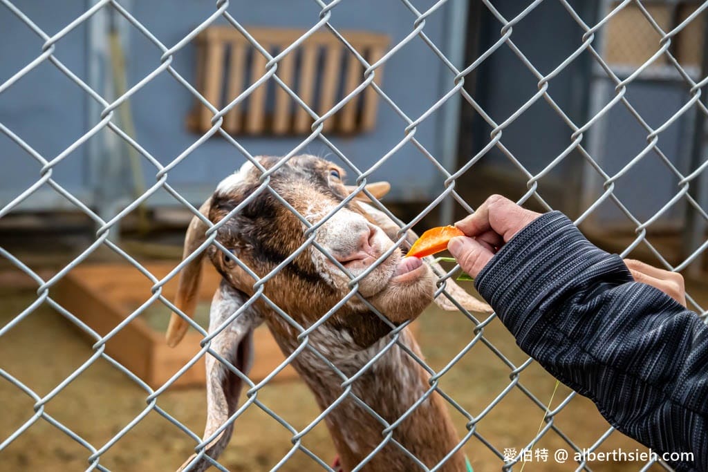 埔心牧場萌萌村｜桃園動物園，優惠門票，水豚君、羊駝