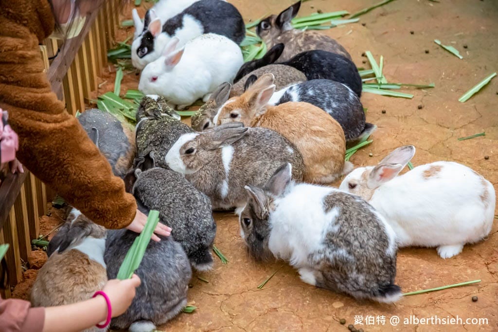 埔心牧場萌萌村｜桃園動物園，優惠門票，水豚君、羊駝