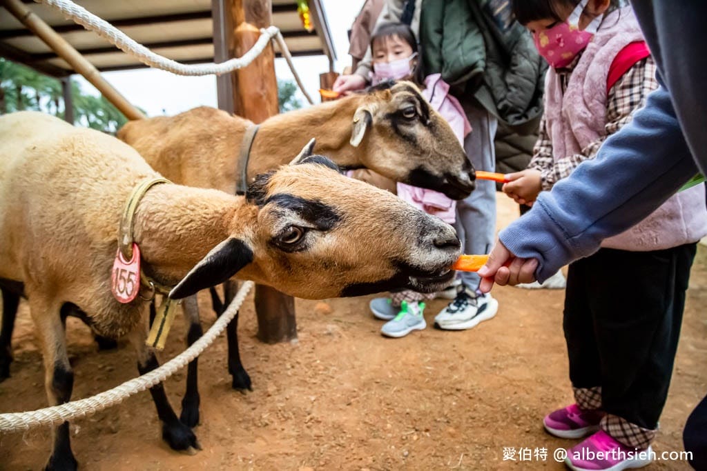 埔心牧場萌萌村｜桃園動物園，優惠門票，水豚君、羊駝
