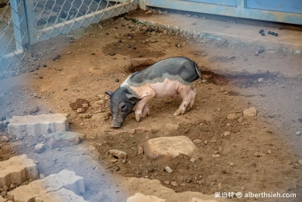 埔心牧場萌萌村｜桃園動物園，優惠門票，水豚君、羊駝