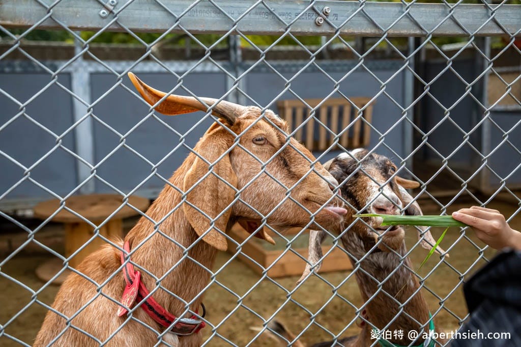 埔心牧場萌萌村｜桃園動物園，優惠門票，水豚君、羊駝