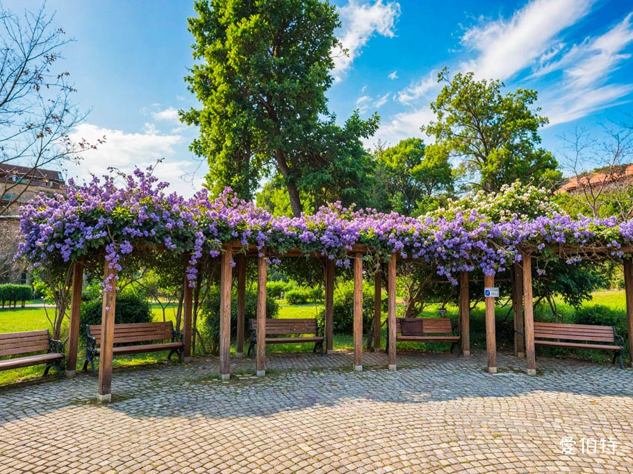 鶯歌永吉公園｜新北親子景點，炮仗花隧道搭配傑克與魔豆 @愛伯特