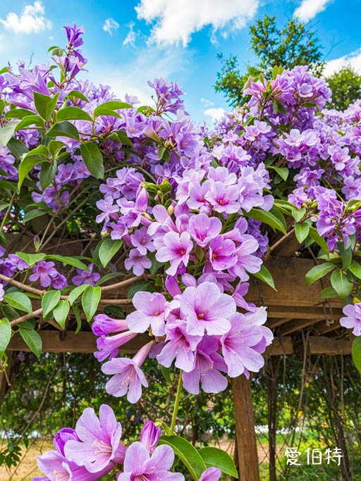 鶯歌永吉公園｜新北親子景點，炮仗花隧道搭配傑克與魔豆 @愛伯特