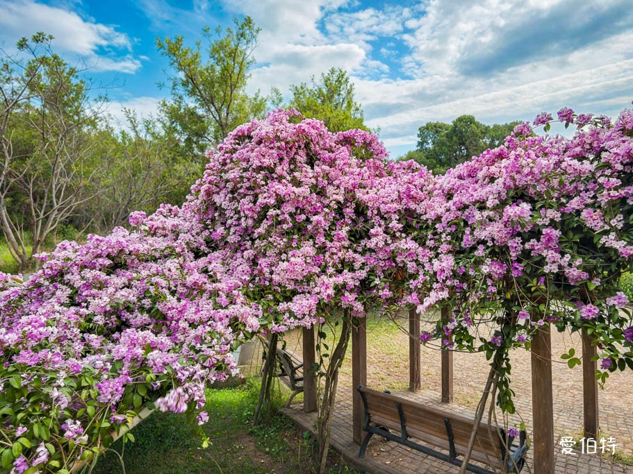 鶯歌永吉公園｜新北親子景點，炮仗花隧道搭配傑克與魔豆 @愛伯特