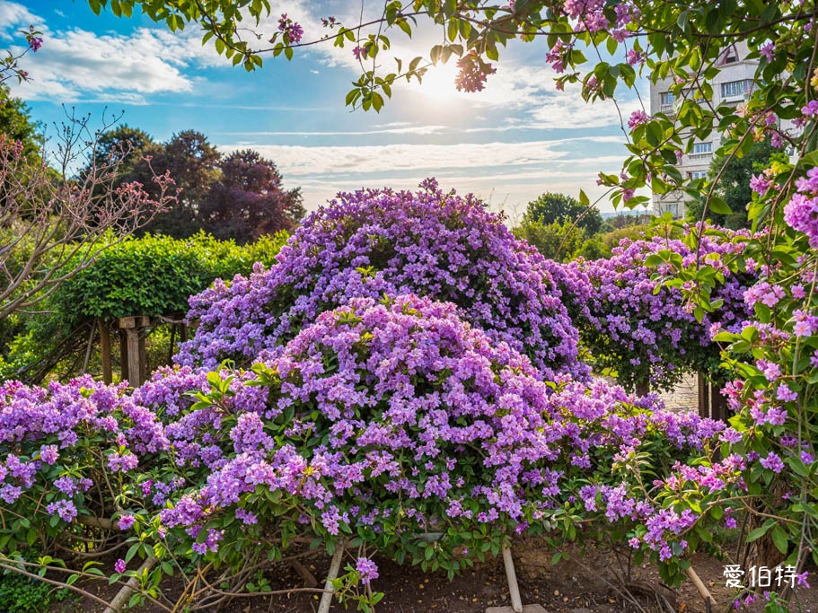 鶯歌永吉公園｜新北親子景點，炮仗花隧道搭配傑克與魔豆 @愛伯特