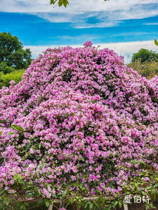 鶯歌永吉公園｜新北親子景點，炮仗花隧道搭配傑克與魔豆 @愛伯特