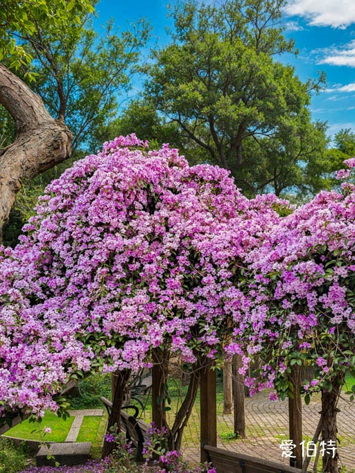 鶯歌永吉公園｜新北親子景點，炮仗花隧道搭配傑克與魔豆 @愛伯特
