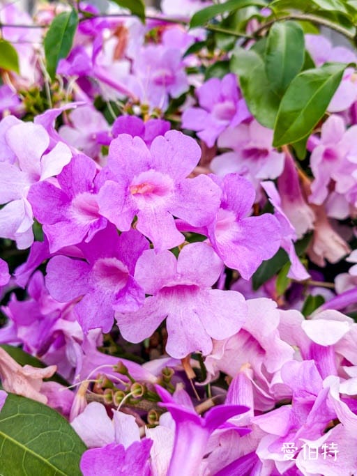 桃園蒜香藤推薦｜中壢莒光公園，楊梅頭重溪公園，平鎮石門大圳