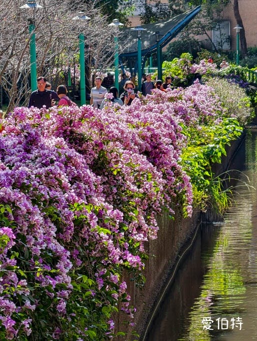 桃園蒜香藤推薦｜中壢莒光公園，楊梅頭重溪公園，平鎮石門大圳