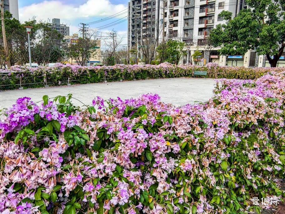 桃園蒜香藤推薦｜中壢莒光公園，楊梅頭重溪公園，平鎮石門大圳