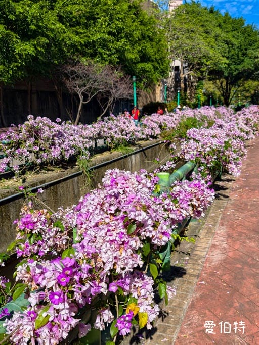 桃園蒜香藤推薦｜中壢莒光公園，楊梅頭重溪公園，平鎮石門大圳