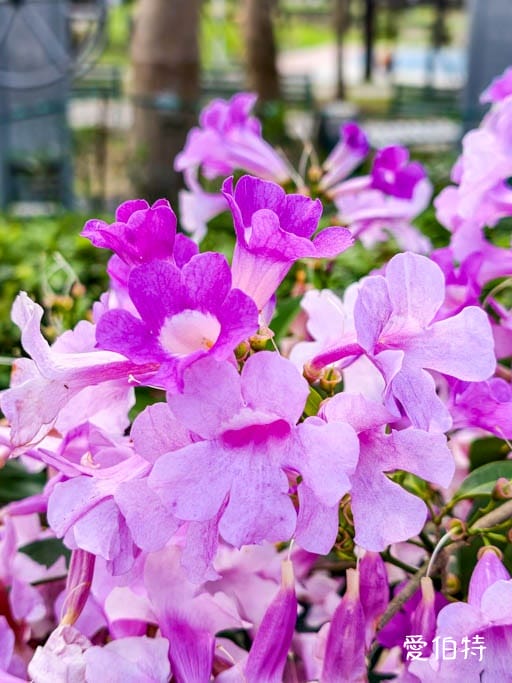 桃園蒜香藤推薦｜中壢莒光公園，楊梅頭重溪公園，平鎮石門大圳