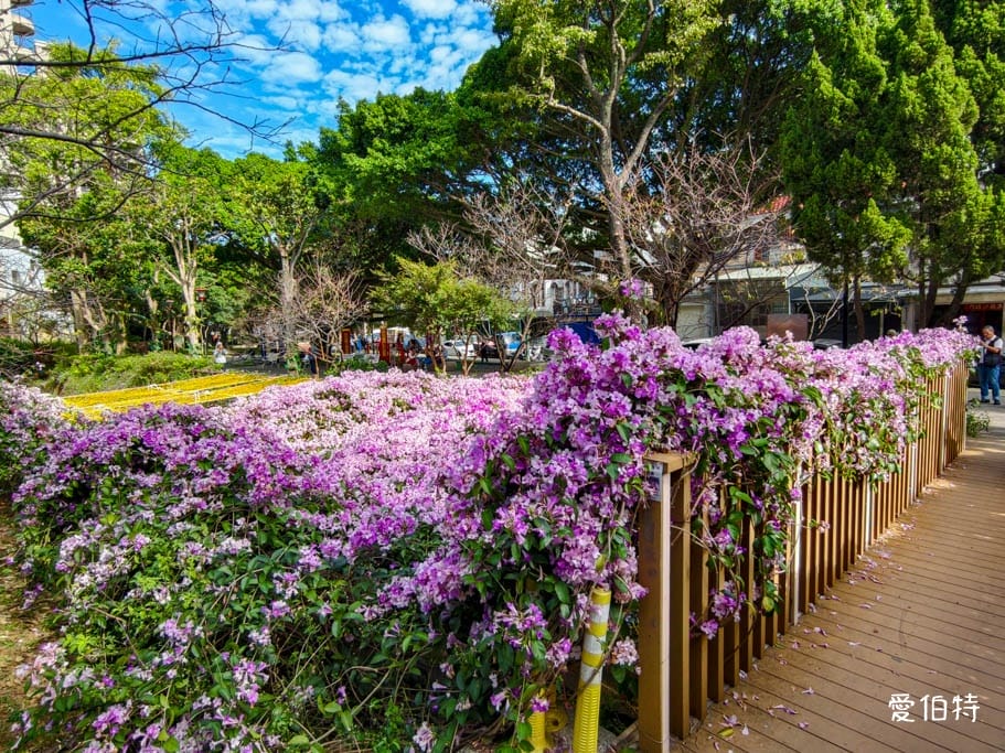 桃園蒜香藤推薦｜中壢莒光公園，楊梅頭重溪公園，平鎮石門大圳