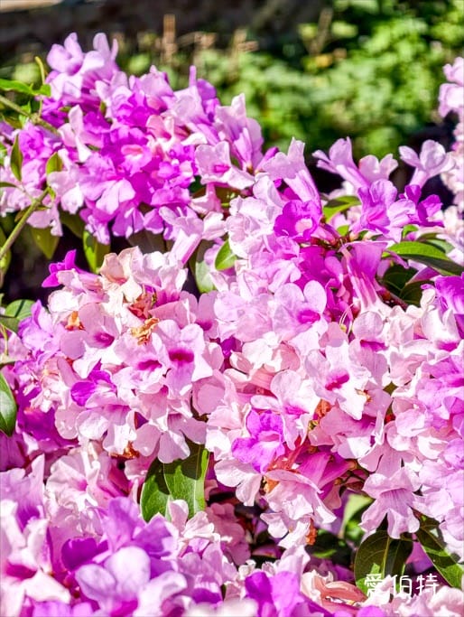 桃園蒜香藤推薦｜中壢莒光公園，楊梅頭重溪公園，平鎮石門大圳