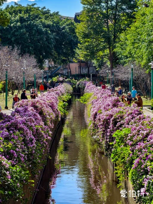 桃園蒜香藤推薦｜中壢莒光公園，楊梅頭重溪公園，平鎮石門大圳