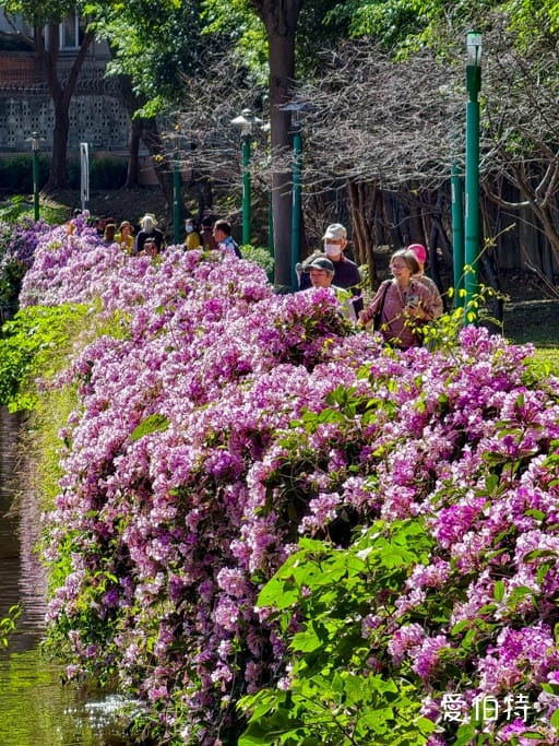 桃園蒜香藤推薦｜中壢莒光公園，楊梅頭重溪公園，平鎮石門大圳