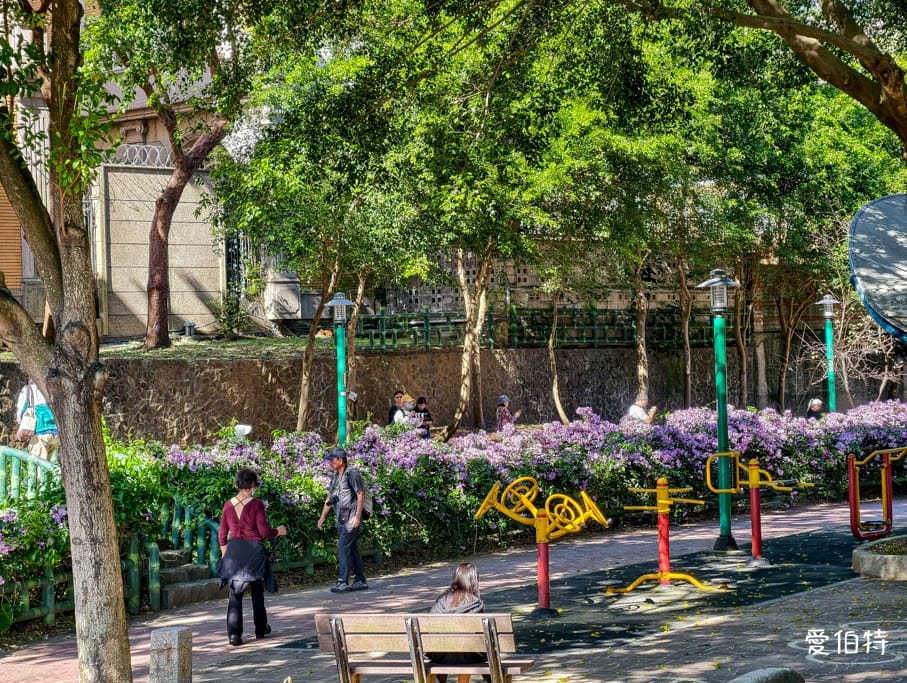 桃園蒜香藤推薦｜中壢莒光公園，楊梅頭重溪公園，平鎮石門大圳