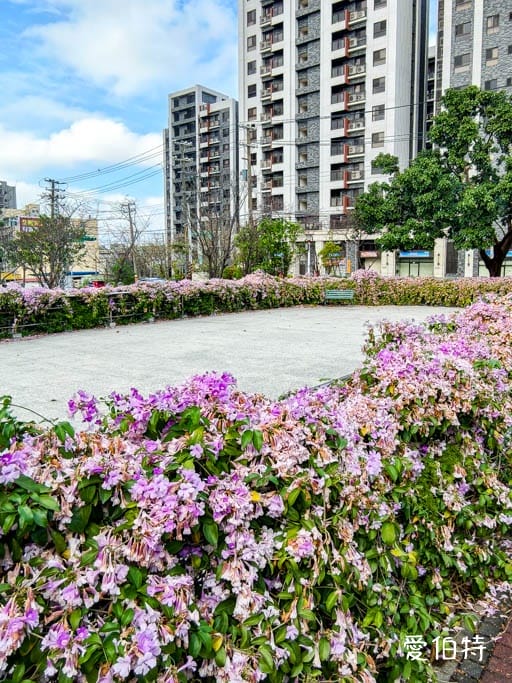 桃園蒜香藤推薦｜中壢莒光公園，楊梅頭重溪公園，平鎮石門大圳