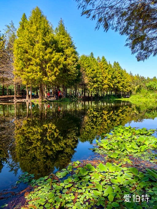 桃園大溪月眉人工濕地生態公園｜370棵落羽松倒映湖中絕美