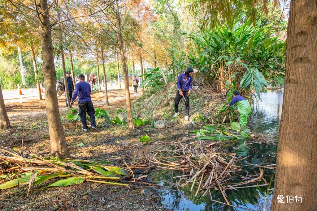桃園大溪月眉人工濕地生態公園｜370棵落羽松倒映湖中絕美
