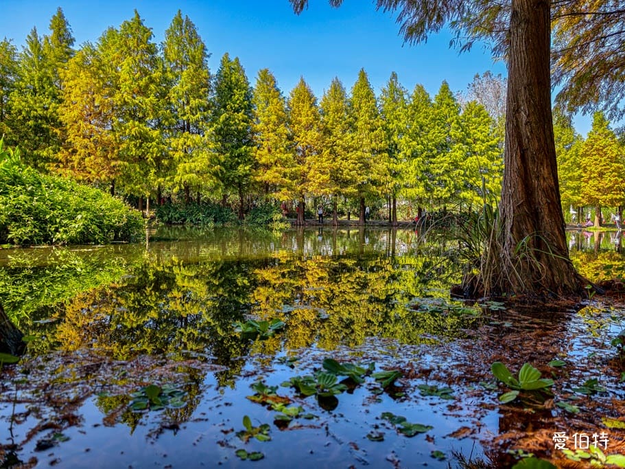 桃園大溪月眉人工濕地生態公園｜370棵落羽松倒映湖中絕美