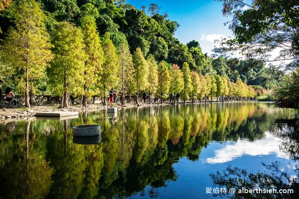 桃園大溪月眉人工濕地生態公園｜370棵落羽松倒映湖中絕美