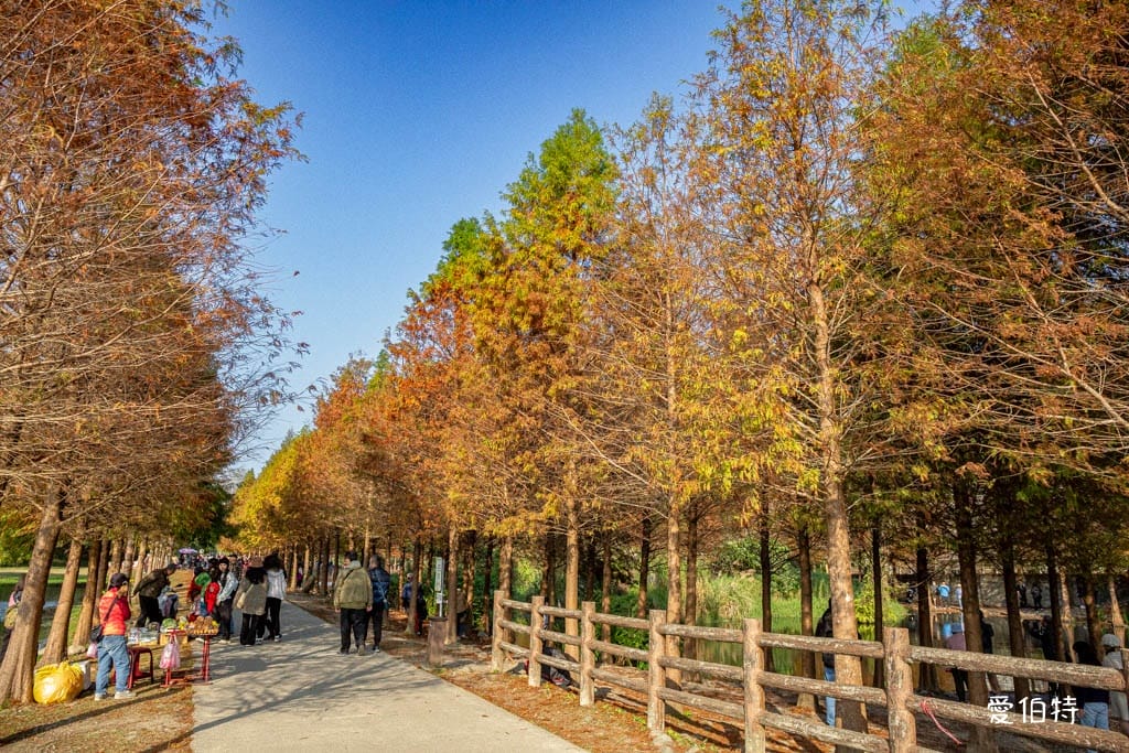 桃園大溪月眉人工濕地生態公園｜370棵落羽松倒映湖中絕美