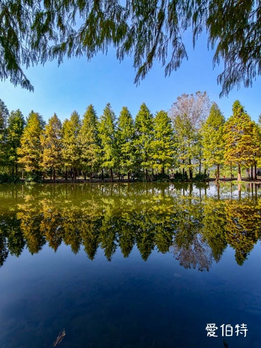 桃園大溪月眉人工濕地生態公園｜370棵落羽松倒映湖中絕美