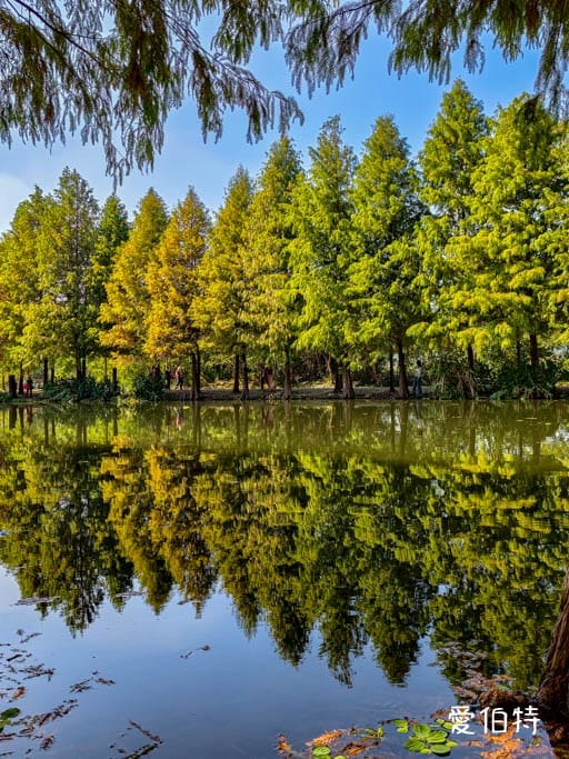 桃園大溪月眉人工濕地生態公園｜370棵落羽松倒映湖中絕美