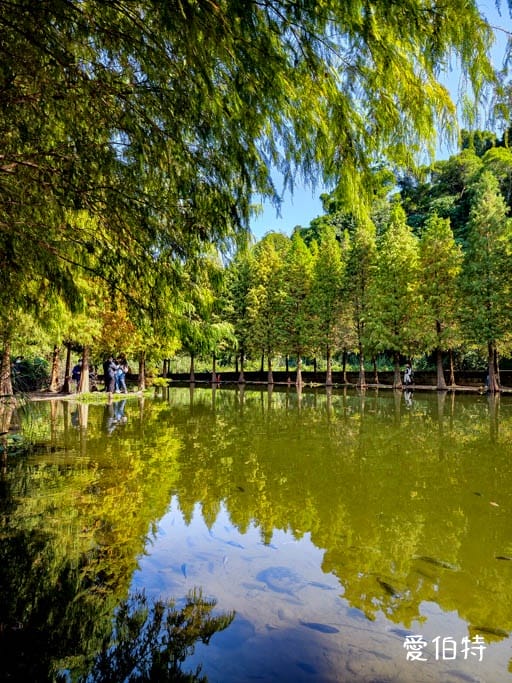 桃園大溪月眉人工濕地生態公園｜370棵落羽松倒映湖中絕美