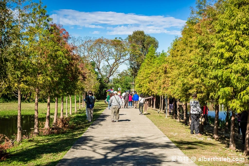 桃園大溪月眉人工濕地生態公園｜370棵落羽松倒映湖中絕美
