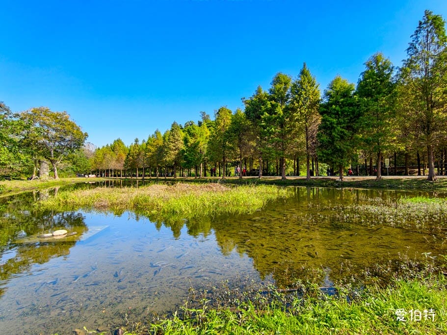桃園大溪月眉人工濕地生態公園｜370棵落羽松倒映湖中絕美