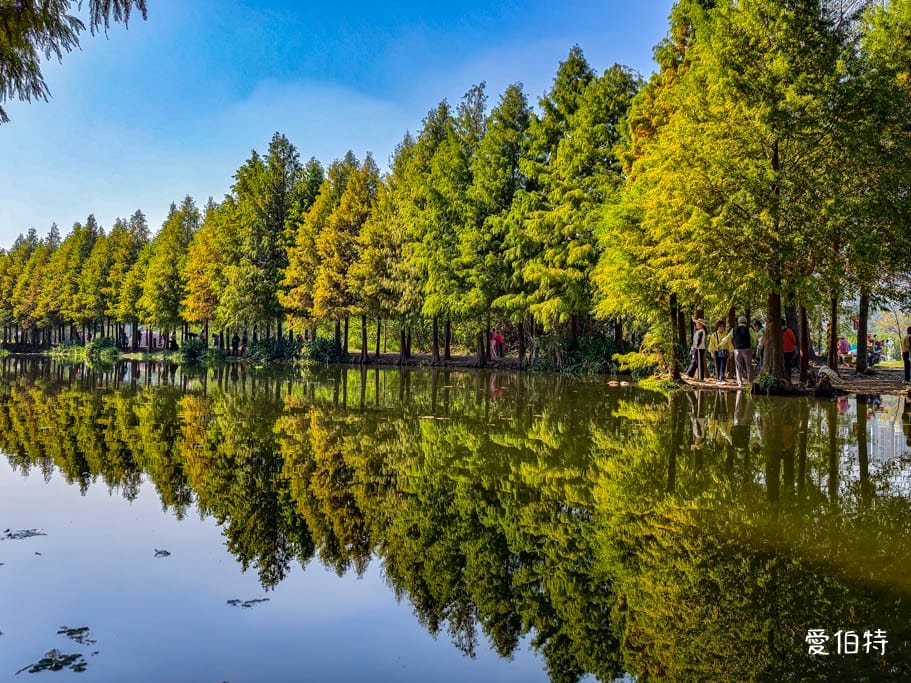 桃園大溪月眉人工濕地生態公園｜370棵落羽松倒映湖中絕美