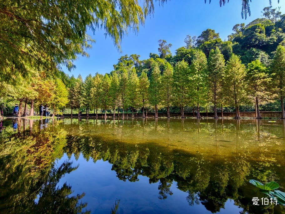 桃園大溪月眉人工濕地生態公園｜370棵落羽松倒映湖中絕美