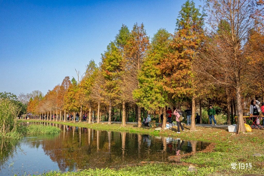 桃園大溪月眉人工濕地生態公園｜370棵落羽松倒映湖中絕美