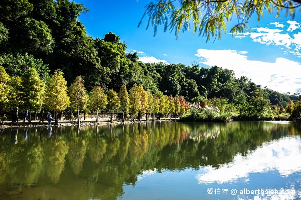桃園大溪月眉人工濕地生態公園｜370棵落羽松倒映湖中絕美